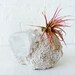 Air Plant Crystal Garden - Space Square India Mineral Island with of Pink Plant
