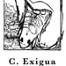C. Exigua by Jackie Wang