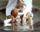 Edible TINY Wild Sugar Mushrooms of the genus Psilocybe Cubensis 20 assorted