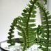 Edible Sugar Ferns & Fiddle Heads 60 assorted / as seen in the Bride's Guide-Martha Stewart Weddings and Unruly Things