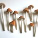 Edible Wild Sugar Mushrooms of the genus Psilocybe Cubensis 50 assorted -As Seen In Urban Outfitters