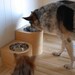 2 quart raised feeder set for large dogs - SALE