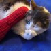 Catnip Cat Silhouette Large Kick Pillow, Rosie's Designer Toys