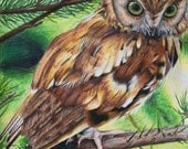 Owl Drawing - 8x10 Stretched Canvas Print - Ready to Hang - Owl painting, colored pencil, color, wood owl, evergreen