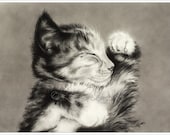 Sweet Dreams Cat Kitten Maine Coon Art Print Glossy Goth Zindy Nielsen - zindy