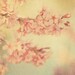 babys room, nature photography, cherry blossom tree photograph, Candy Floss, pastel pink blue yellow green spring garden botanical romantic