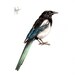 Original 7x9 Watercolour European MAGPIE. ......NOT A PRINT ..Original Painting black