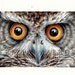 Original 9x7 Watercolour Eyes of Owl .. NOT A PRINT ..Original Painting owl bird night eyes
