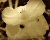 BELOVED - Artisan Natural Perfume Oil