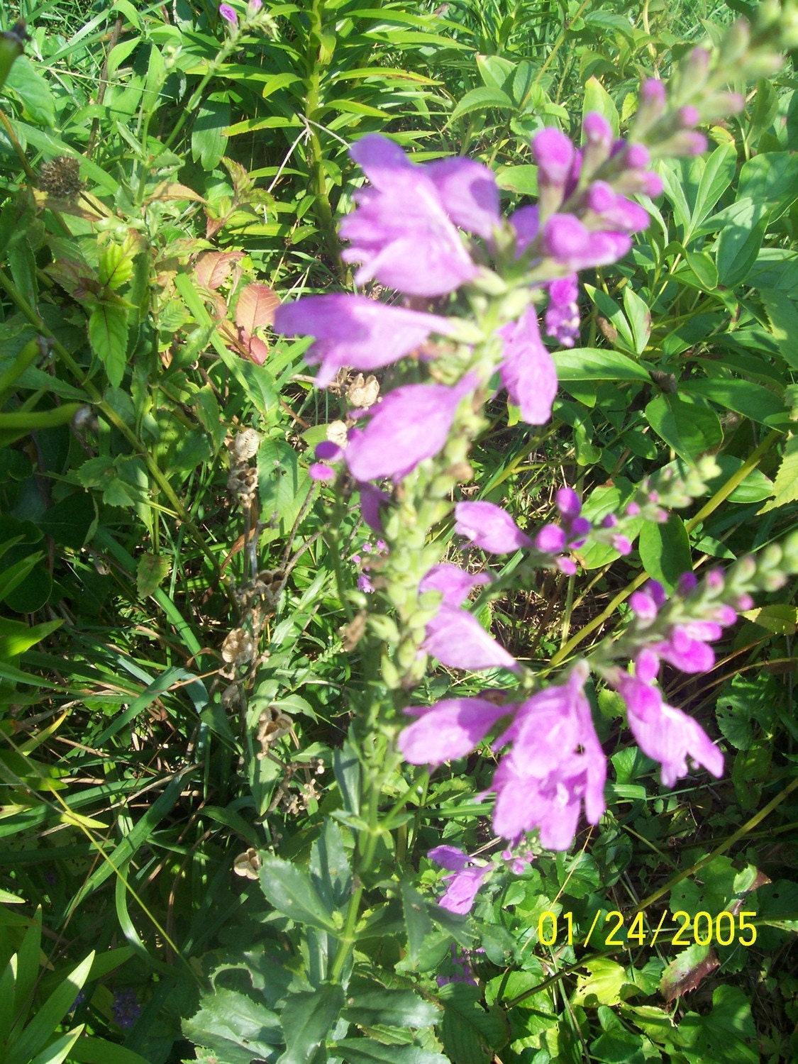 obedient plant