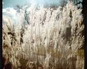 5x5 Print - Wild Wheat