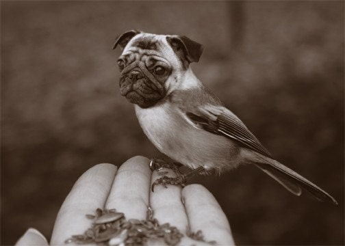 Surreal Animal Photo - Chickapug or Pugadee - 5x7 Print - Sepia Photography - Pug Art - Bird Dog - April Fool Portrait - Funny Wall Art