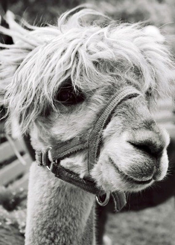 Cute Animal Photograph - Llama Alpaca Print - Black and White - 5x7 Photograph - Animal Lover - Nature