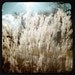 5x5 Print - Wild Wheat