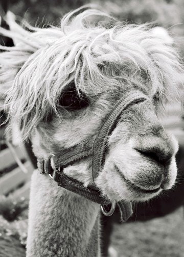Cute Animal Photograph - Llama Alpaca Print - Black and White - 5x7 Photograph - Animal Lover - Nature