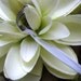 Water Lily Ring Pillow- Natural Wood