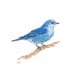 Original Bird Watercolor - Mountain Bluebird, Nature Art, Bird Illustration, 8x10