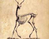 8x10 Vintage Science Animal Study. Deer Skeleton - 030