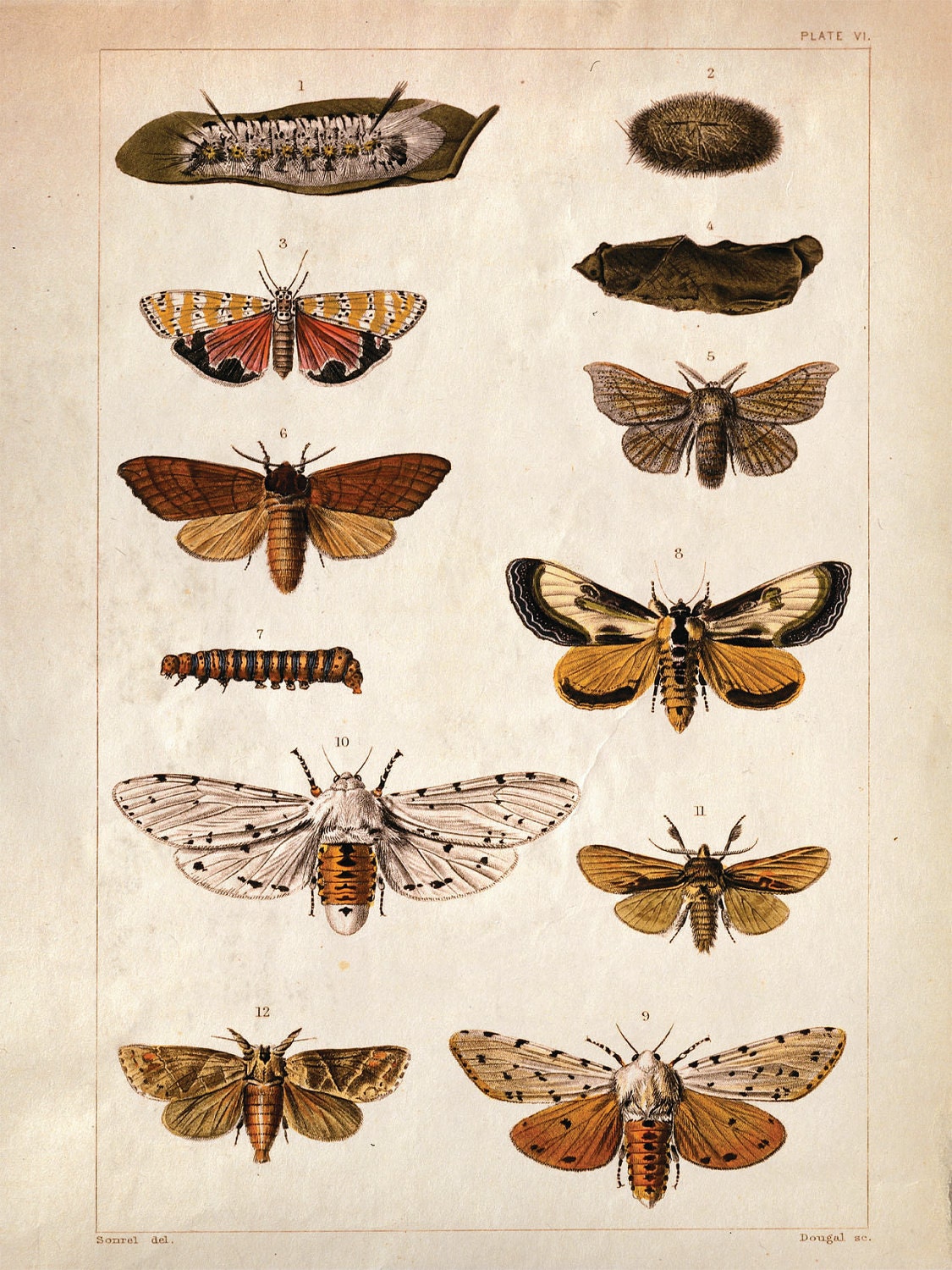 11x17 Vintage Science Plate Poster. Insects. Butterflies Moths- 087