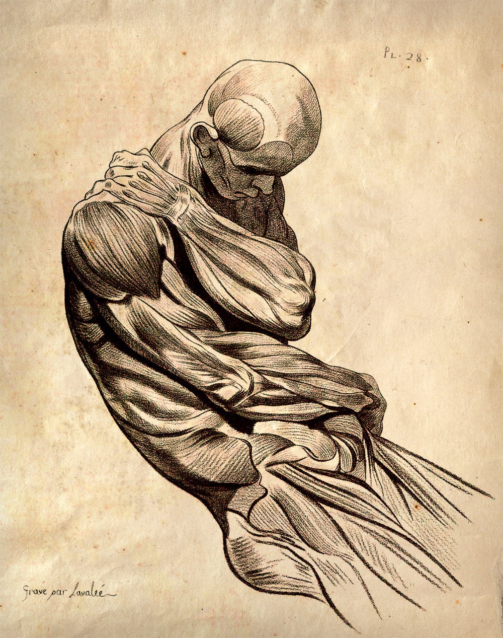 11x14 Vintage Anatomy. Muscle Sketch Human Body. Science - 009