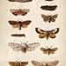18x24 Vintage Science Plate Poster. Insects. Butterflies Moths- 087