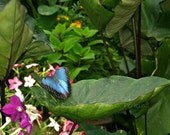 Sweet Nursery or Childrens room Decor Fine Art Photography 8x10 tropical butterfly lush green plants vibrant colors home IN STOCK