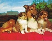 Alfred Mainzer Collie  Vintage Postcards
