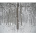 Photograph - Archival Maine Winter Woods