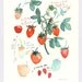 Les fraises - Original watercolor painting