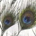 peacock feather print on off white cotton fabric - 1 yard
