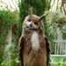 Eurasian Eagle-Owl (Bubo bubo)