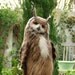 Eurasian Eagle-Owl (Bubo bubo)