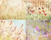 Beautiful Wild Life (Set of four 5x5 Fine Art Photographs)
