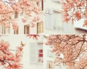 Flowers and Windows Set of four 5x5 Fine Art Photographs
