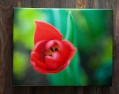 Splash of Spring  Photograph on Canvas 11x14 bright red tulip with a lime green and forest green background macro spring