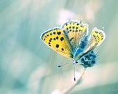 Digital download Butterfly photograph Spring photography download Golden wings nature photography whimsy sage aqua gold spring summer