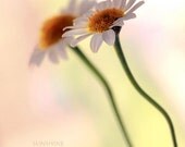 Digital download Romantic photo Daisy couple - Just two of us - Gift for her - fine art photography - salmon peach pastel pink