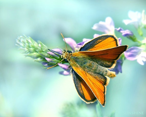 Digital download Butterfly photo download Whimsy nature Light blue turquoise orange baby nursery decor