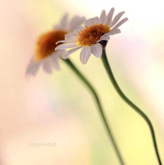 Digital download Romantic photo Daisy couple - Just two of us - Gift for her - fine art photography - salmon peach pastel pink