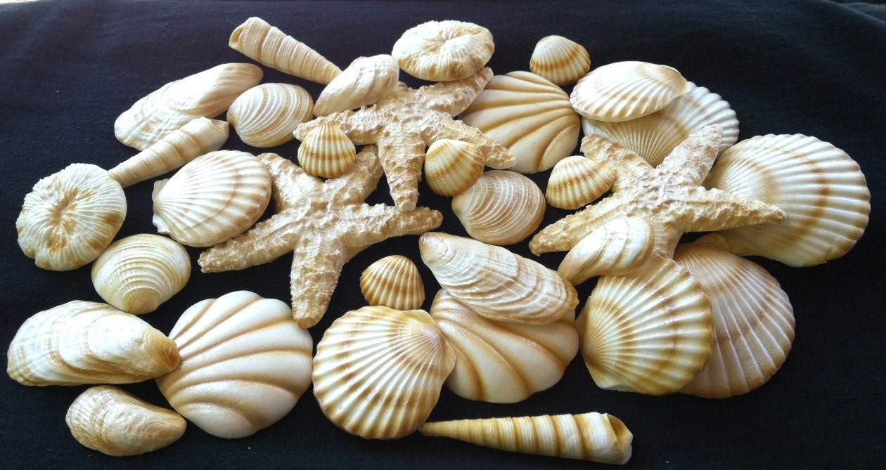 Gumpaste Seashells 20 Piece Edible