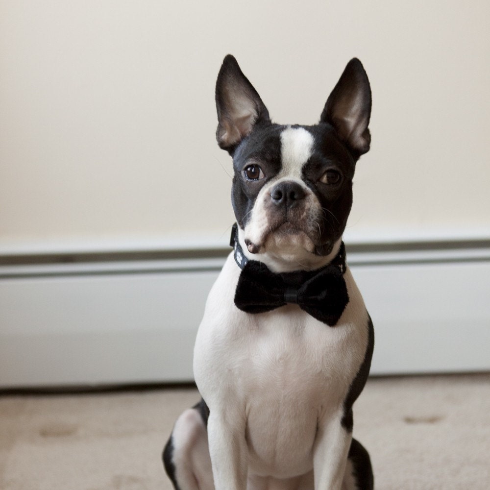 Black Faux Fur Dog Bow Tie - Free Shipping Worldwide