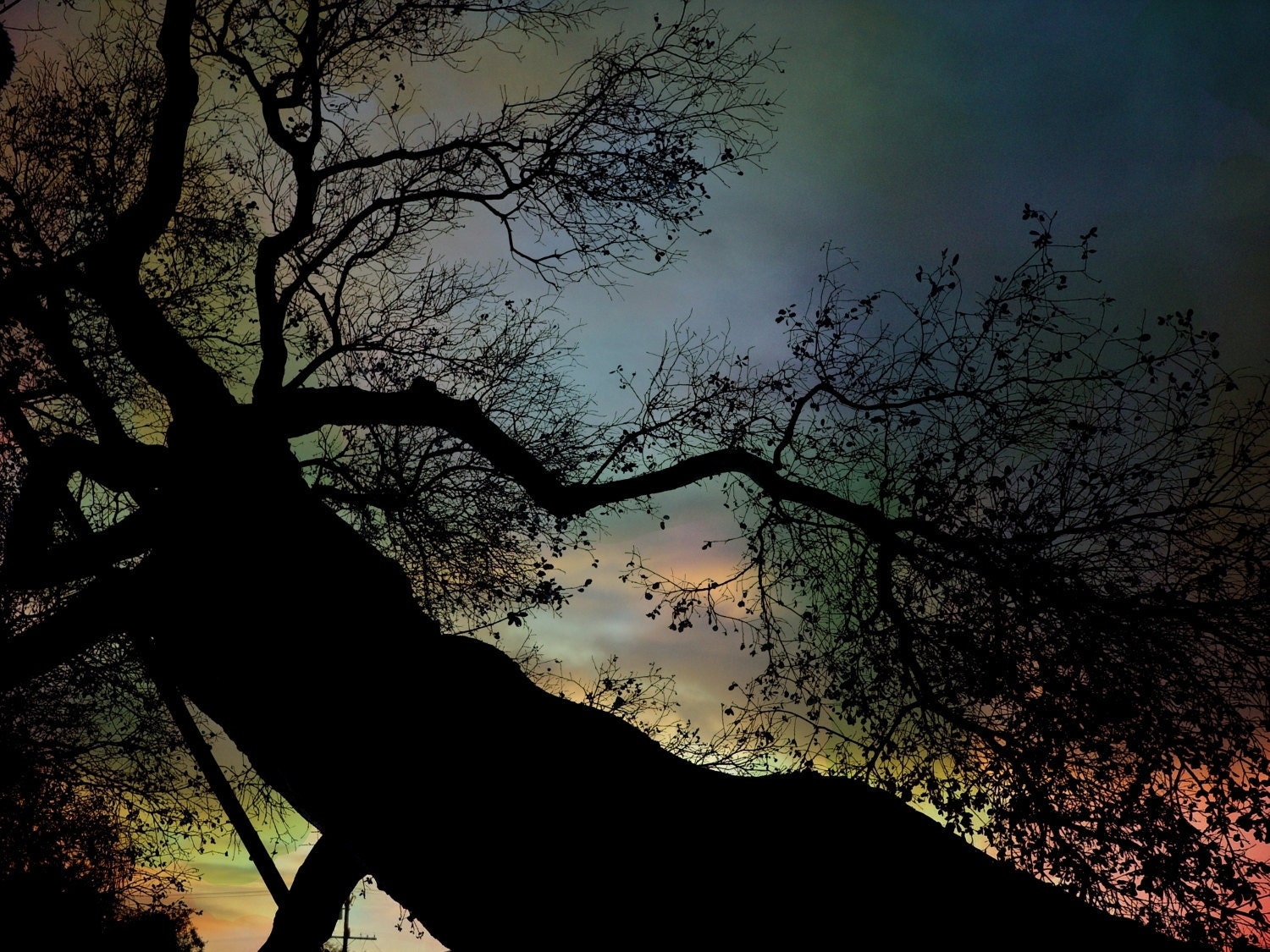 Night Fall by The Tree Pro glossy or matte art Print 8 X 10, Oak,Tree,Photo,Photography,Print,Night,Dark,Art,Photograph,Nature,