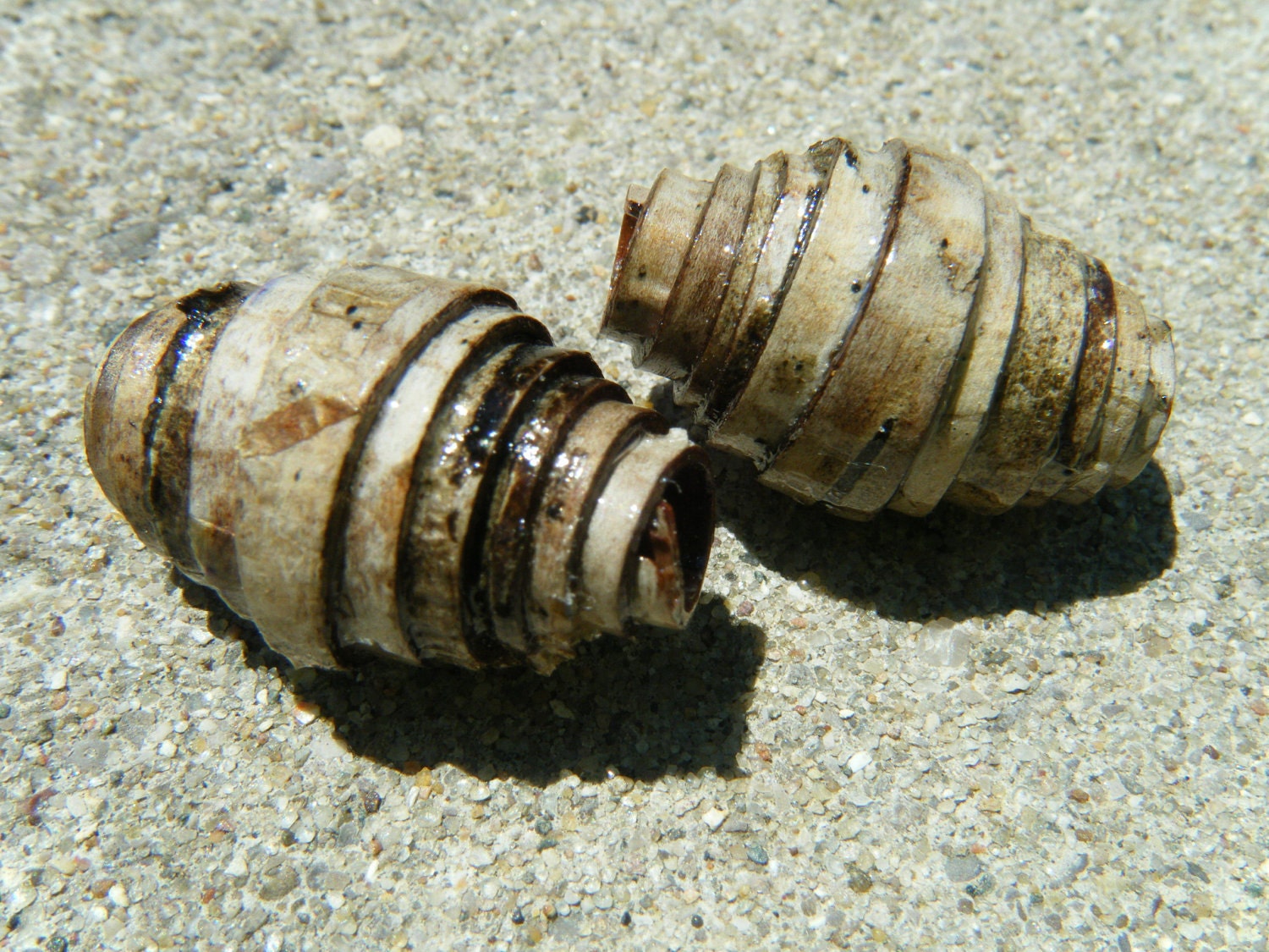 Two bicone shape wood beads handmade out of white birch bark approx 20 x 12mm