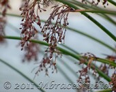 Beach photography-soft, pale, dreamy 8x10 Nature Photo - Cape Cod MA- weeping wet flowers on a rainy beach