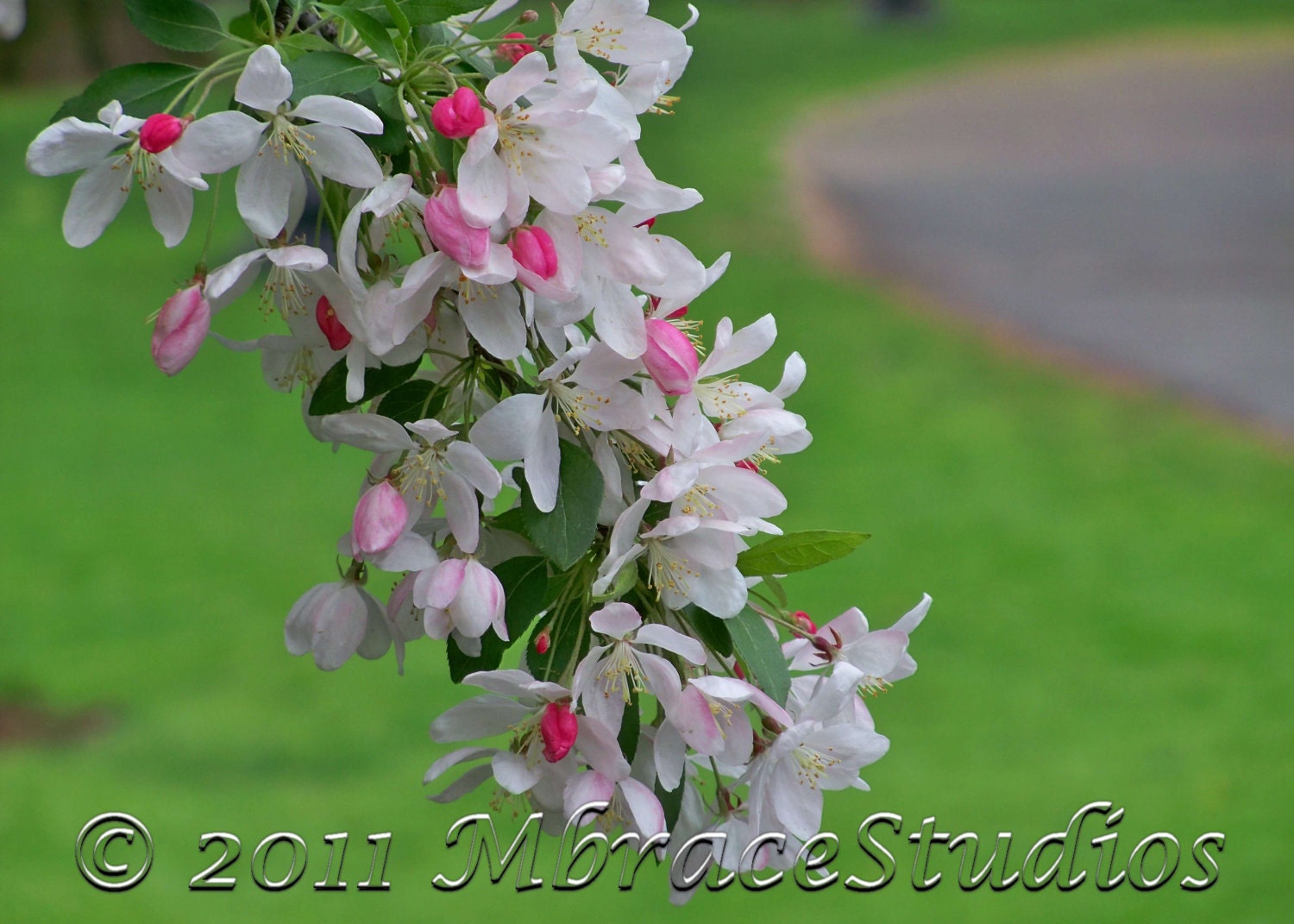 Cherry Blossoms - Boston Public Garden Photo - 5x7