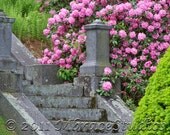 Granite Staircase with Brilliant Rhododendrons - Photograph 5 x 7