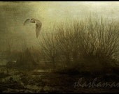 Midnight owl, gothic, Hedwig 5x7 art photo print, halloween, spooky