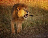 Roaring Lion  5x7 photography print
