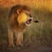 Roaring Lion 5x7 photography print