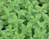 Oregano Essential Oil - 5ml  (aromatherapy)